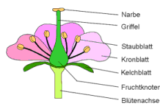 Metamorphose